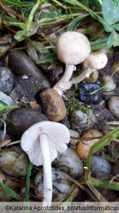 Psathyrella candolleana