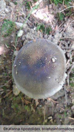 Russula grisea