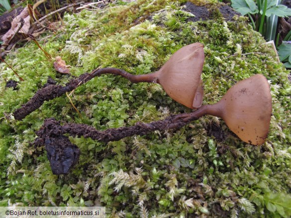 Dumontinia tuberosa