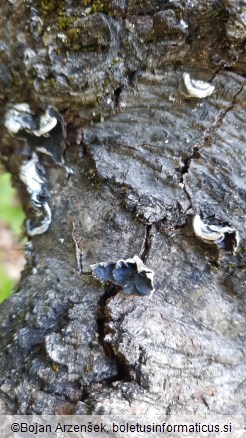 Auricularia mesenterica