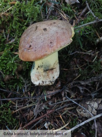 Butyriboletus appendiculatus