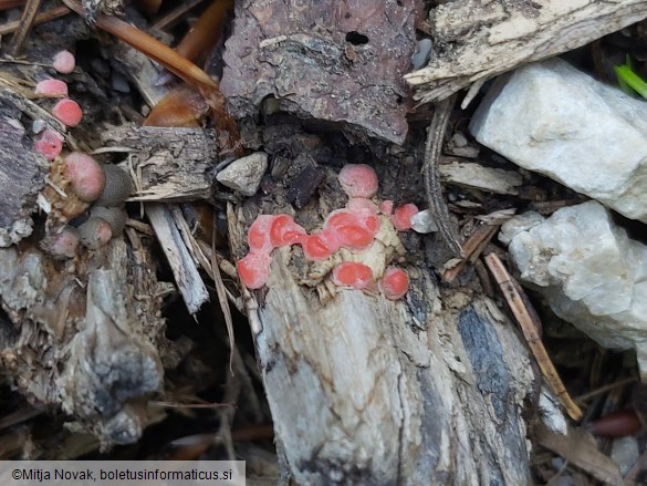 Lycogala epidendrum