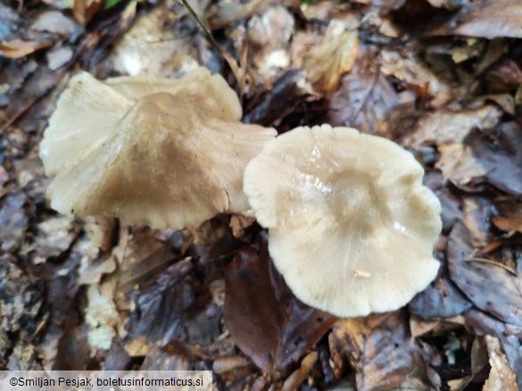 Entoloma rhodopolium