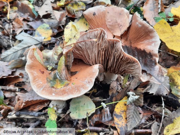 Cortinarius praestans