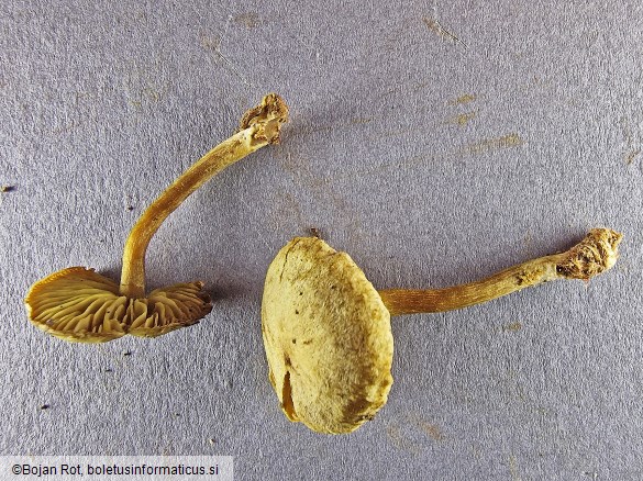 Callistosporium elaeodes