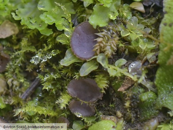 Ionopezia gerardii