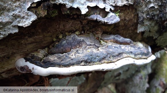 Ganoderma adspersum