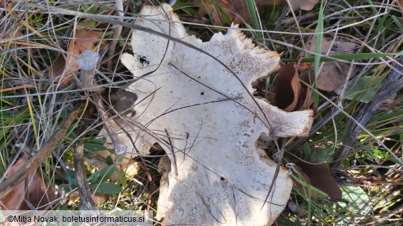 Pleurotus nebrodensis