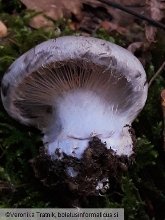 Cortinarius traganus