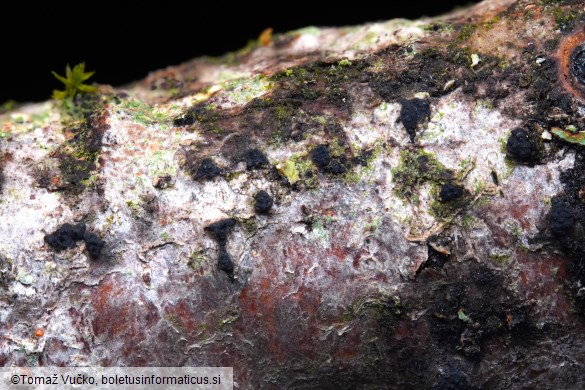 Lopadostoma dryophilum