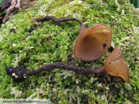 Dumontinia tuberosa