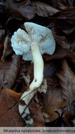 Tricholoma