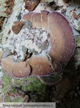 Trichaptum biforme