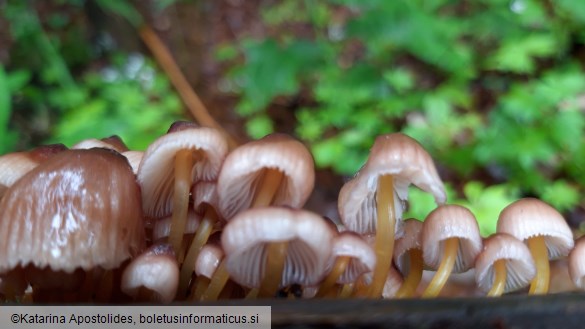 Mycena renati