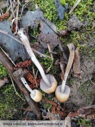 Coprinellus micaceus