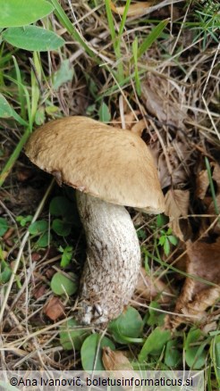 Leccinellum pseudoscabrum