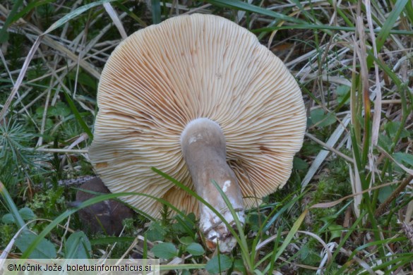 Lactarius picinus