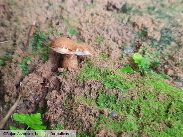Gyroporus castaneus