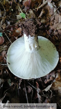 Lactarius vellereus