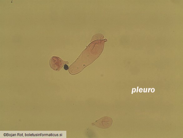 Parasola plicatilis