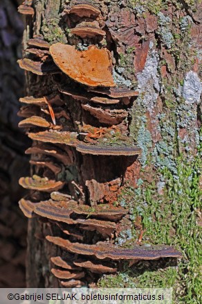 Phellinus conchatus