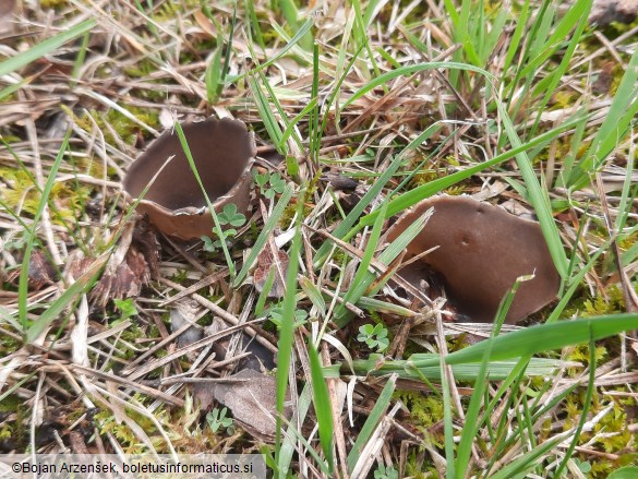 Dissingia leucomelaena