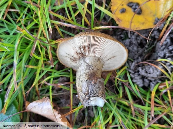 Lactarius necator