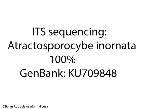 Atractosporocybe inornata