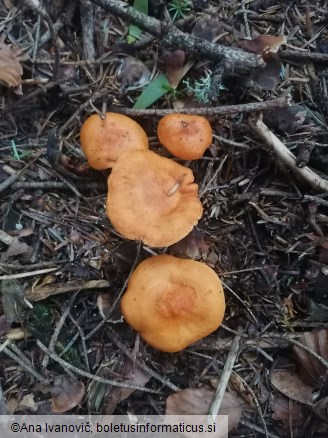 Lactarius aurantiacus