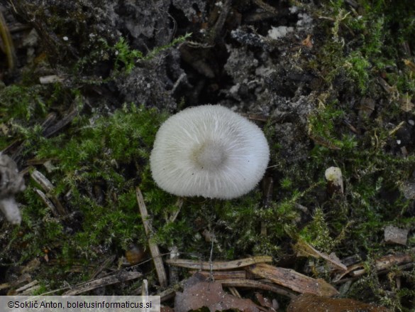 Volvariella taylorii