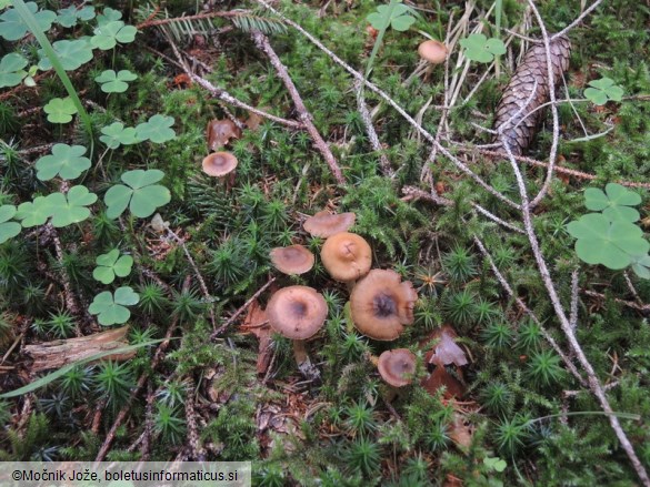 Cortinarius fulvescens