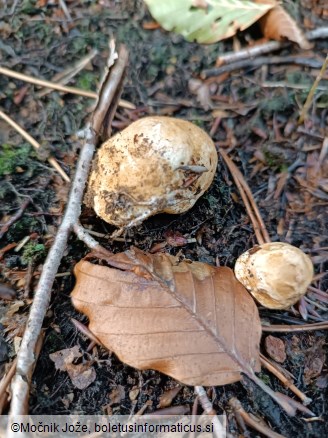 Rhizopogon luteolus