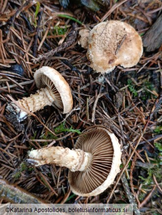 Inocybe terrigena