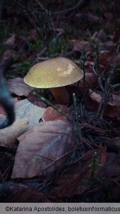 Suillus variegatus