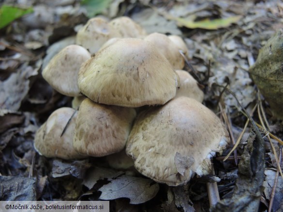 Psathyrella cotonea