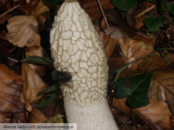 Phallus impudicus