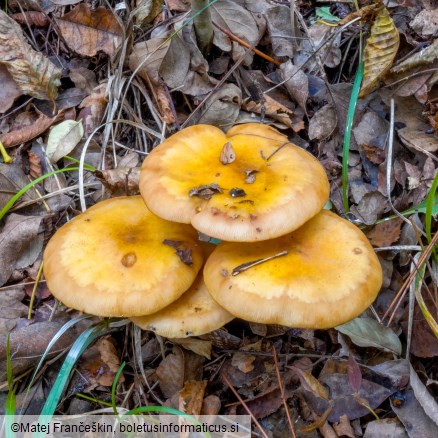 Armillaria mellea