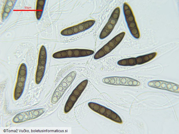 Massaria conspurcata