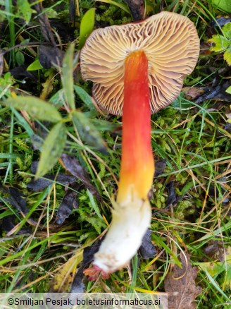 Hygrocybe punicea
