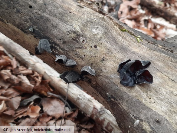 Auricularia auricula-judae