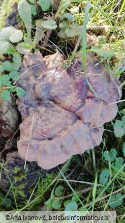 Ganoderma carnosum