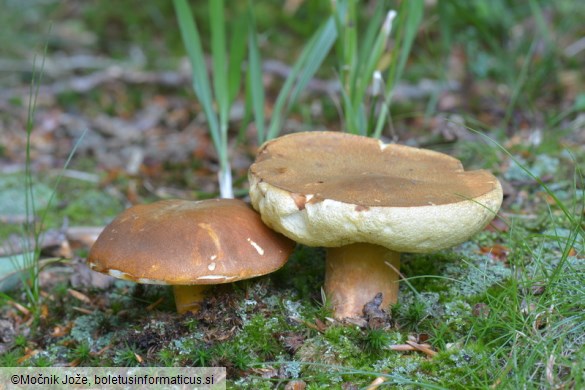 Gyroporus castaneus