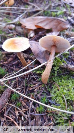 Cystoderma amianthinum