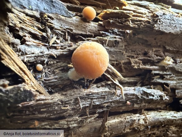 Psathyrella piluliformis