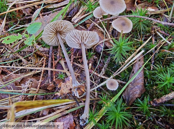 Entoloma juncinum
