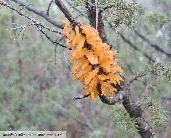 Gymnosporangium clavariiforme