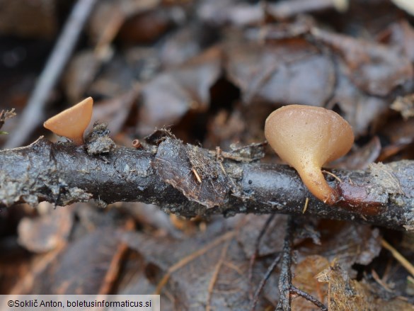 Rutstroemia bolaris