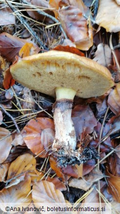 Suillus luteus