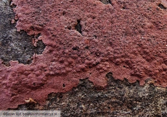 Hypoxylon petriniae