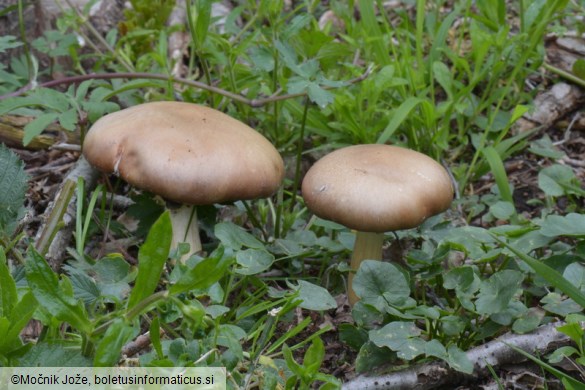 Stropharia rugosoannulata